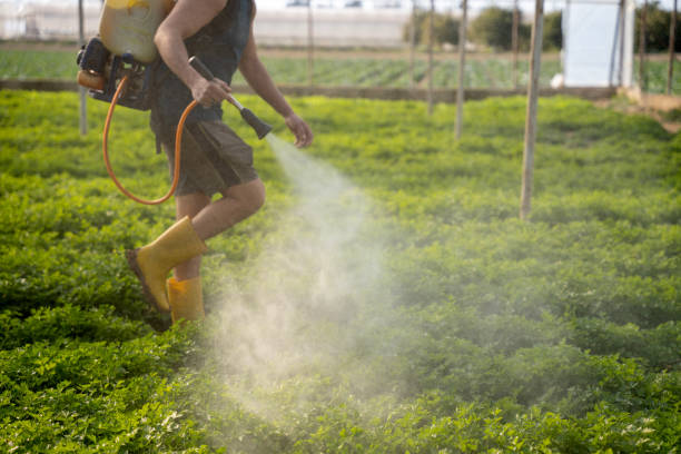 Insect Control in Albany, CA