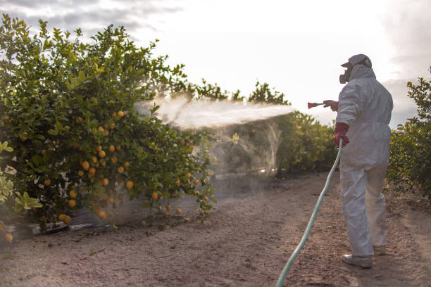 Best Pest Control Near Me in Albany, CA