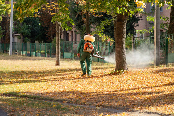 Best Flea Control Services  in Albany, CA